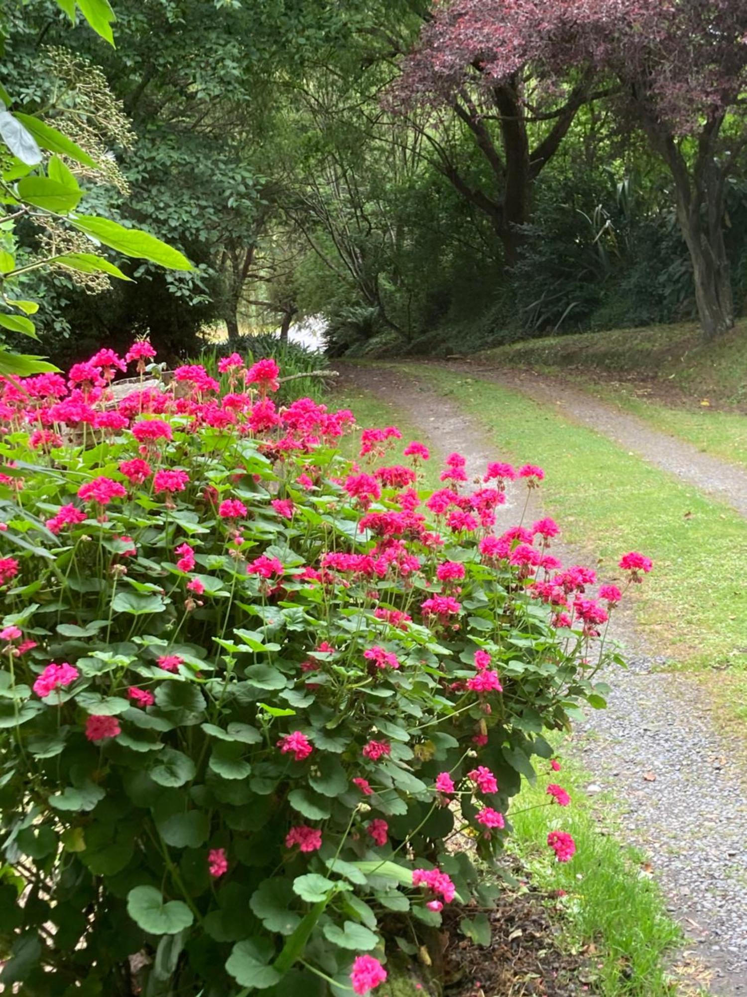 Arden Country House Bnb - Entire House To Yourself -Peace In The Country 但尼丁 外观 照片