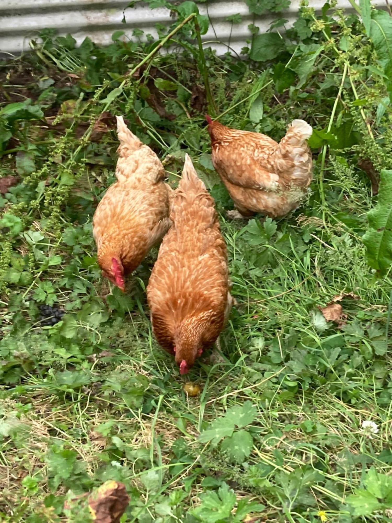 Arden Country House Bnb - Entire House To Yourself -Peace In The Country 但尼丁 外观 照片