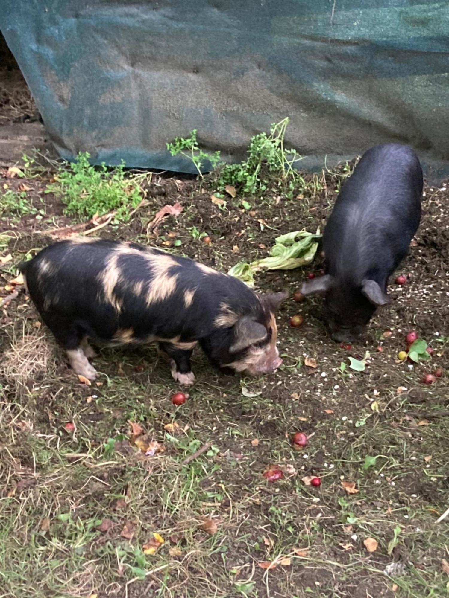 Arden Country House Bnb - Entire House To Yourself -Peace In The Country 但尼丁 外观 照片